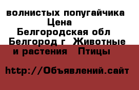 2 волнистых попугайчика  › Цена ­ 0 - Белгородская обл., Белгород г. Животные и растения » Птицы   